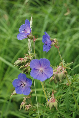 Geranium pratense